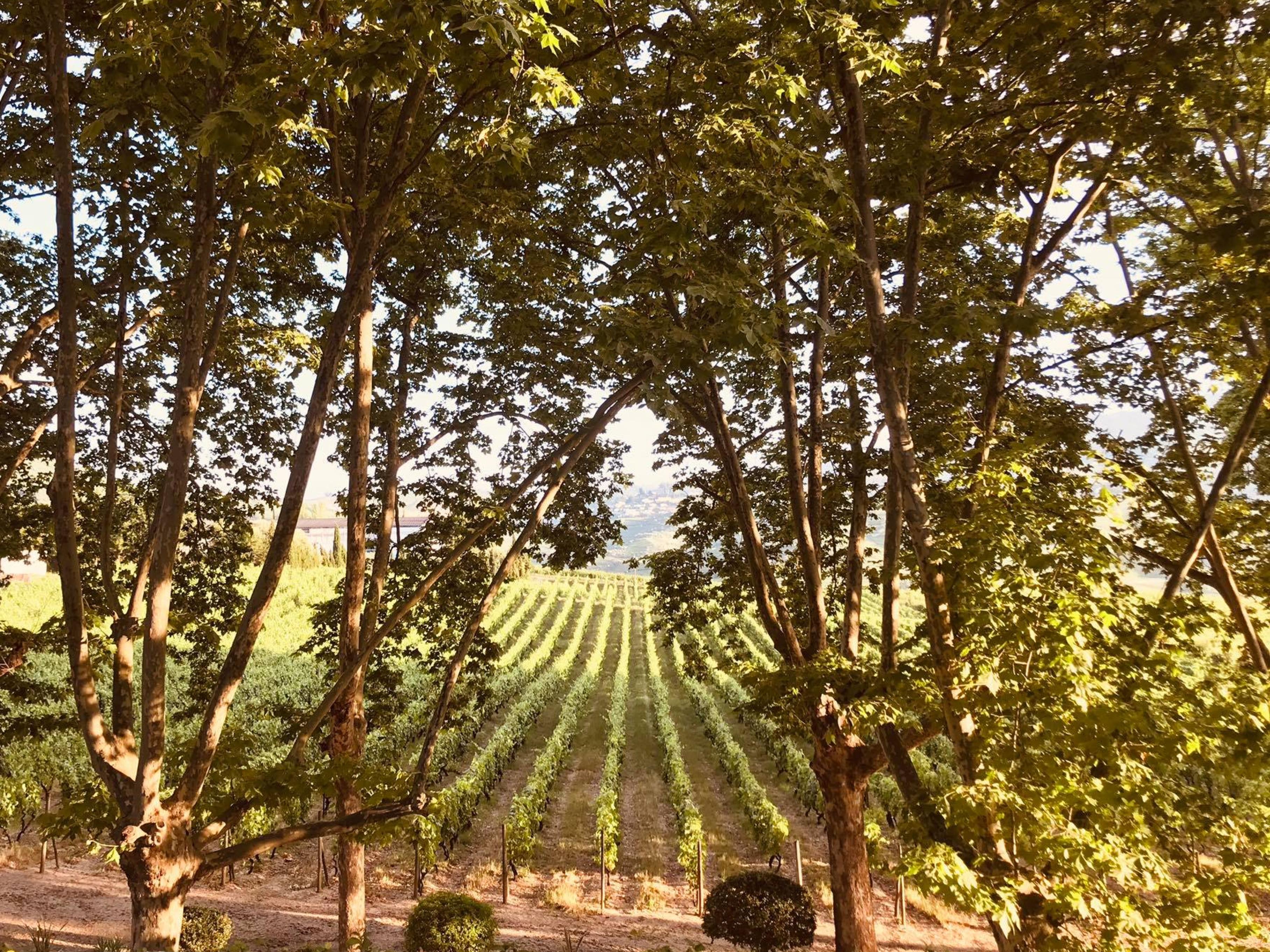 Pacheca The Wine House Hotel E Spa - Quinta Da Pacheca Ламего Екстериор снимка Vineyards in the Rogue Valley